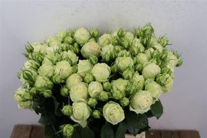 ROSE BR. WEDDING PIANO 40
